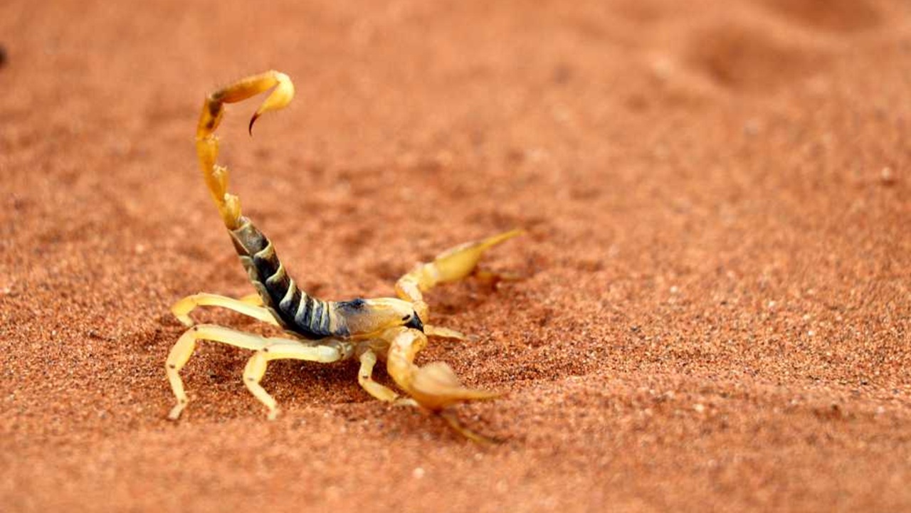 Scorpion Facts and Myths Explained for Safety