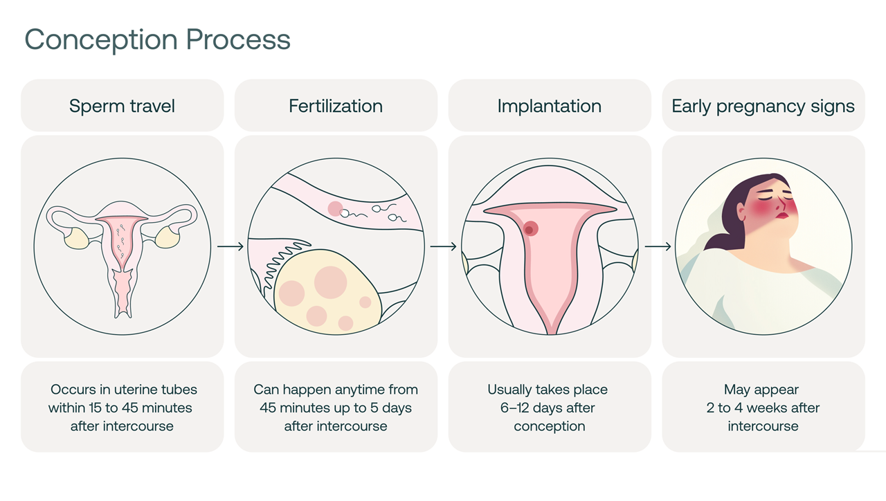 Egg Implantation Guide Symptoms Timeline
